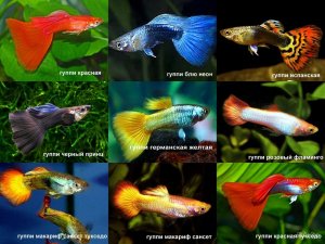 Аквариум для начинающих Гуппи Cодержание уход и размножение Guppy