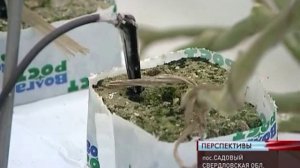 УГМК-Агро  Тепличные комплексы