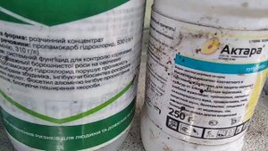 Цинерария гибридная к 8 марта