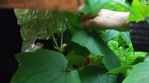 УЗВ, Аквапоника, огурчики.