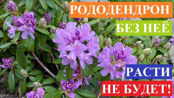 Рододендрон без неё расти не будет!!!