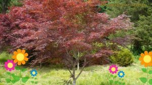 Клен дланевидный. Краткий обзор, описание характеристик, где купить саженцы acer palmatum