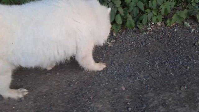 Вечерняя прогулка самоеда! #asmr #samoyed #самоед
