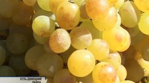 Фестиваль Донская лоза в Ростовской области