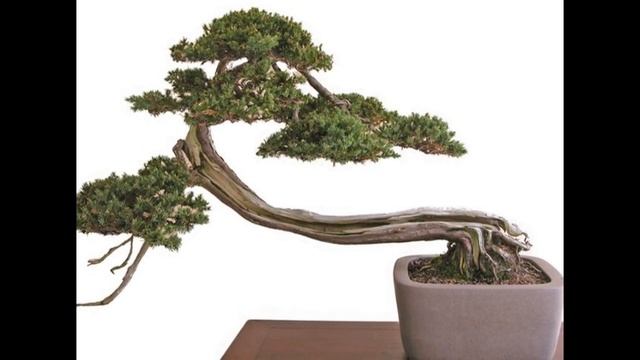 Yamadori Sabina Juniper Specimen Bonsai Tree смотреть онлайн