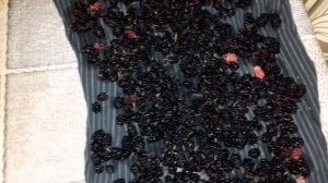 Заморозка шелковицы. Заготавливаем шелковицу на зиму.