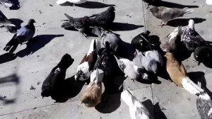 Николаевские голуби. в гостях у Юрия Цицюрского (с. Ромашкино. Крым)