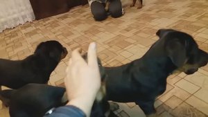 РОТВЕЙЛЕРЫ щенки  на продажу