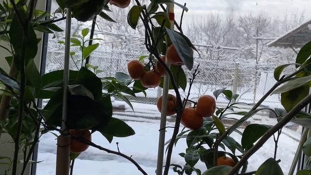 Зимняя, тропическая сказка