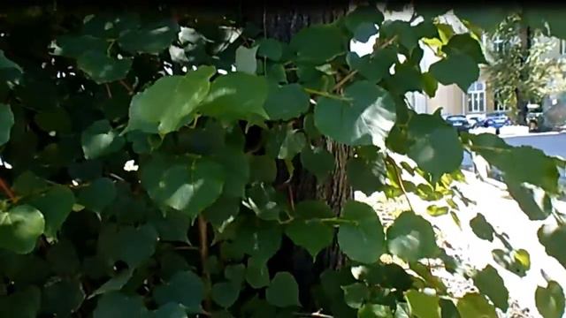 Как называется смотреть онлайн