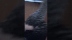 100% способ определить пол цыпленка не заглядывая в клоаку.