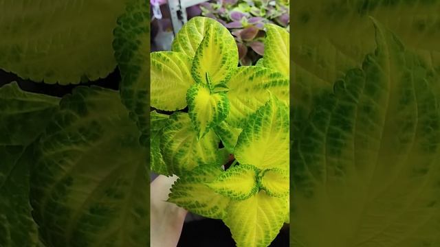 Мои любимые сорта колеуса смотреть онлайн