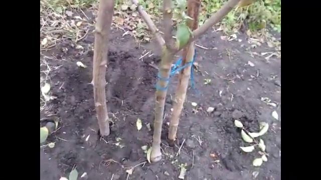 Формирование кроны