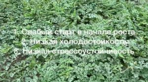 Лучшие подвои для арбуза - итог по подвоям