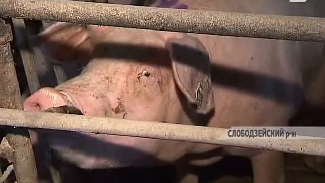 Евгений Шевчук наблюдал за сбором урожая на полях Слободзейского района смотреть онлайн