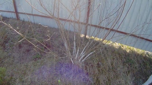 САЖАЕМ РОЗЫ, КОГДА, КУДА, ГДЕ И КАК? смотреть онлайн