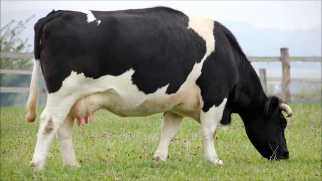 Корова. Мычание коровы смотреть онлайн