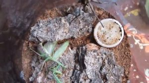 Гигантский паук-волк против богомола