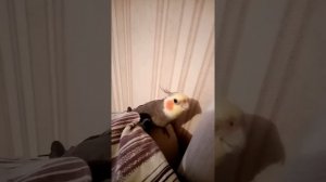 Попугай Корелла поет