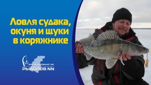 Ловля судака, окуня и щуки в коряжнике