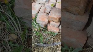 Не проснулся виноград почему и что делать.
