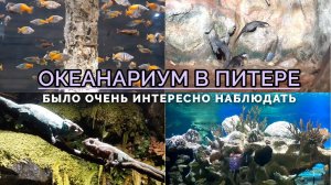 Питерский океанариум в 2023 году. Впервые такое увидел в жизни | VLOG в Петербурге 🐠🐟🐡