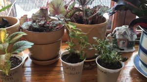 Колеусы/ супер бизнес