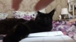 Большой кот. Мейн-кун. Маинкун. Мейкун. Красивый кот. Кот с кисточками. Кот. Самый большой кот.
