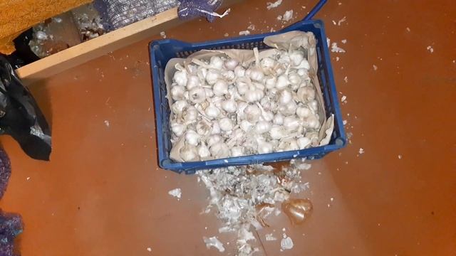 Продажа чеснока перед Новогодними праздниками. Сорта для хранения, цены.