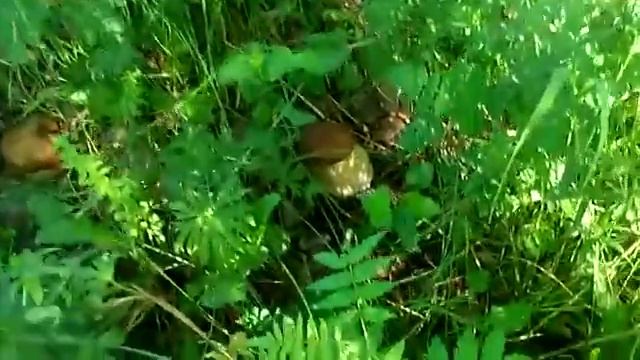 Нашел белого красавца смотреть онлайн