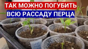 ПЛОХАЯ РАССАДА ПЕРЦА - ИСПРАВЛЯЙТЕ ОШИБКИ! КАК ВЫРАСТИТЬ КРЕПКУЮ РАССАДУ