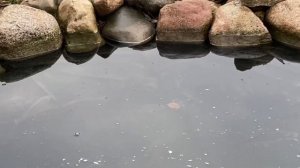 Чистка пруда после зимы подмена воды изменения декора прут на даче