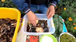 Как Правильно Засолить Чёрные Грузди! Сырой Засол - Безопасный Рецепт!!!