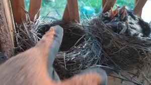 Дикие птици рядом с человеком