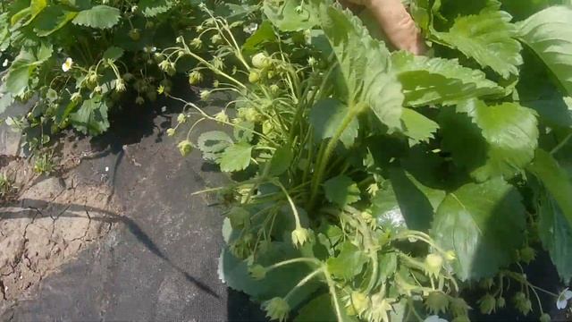 эльсанта обзор сорта смотреть онлайн