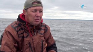 Ловля окуня на кракозябры. Горьковское водохранилище.
