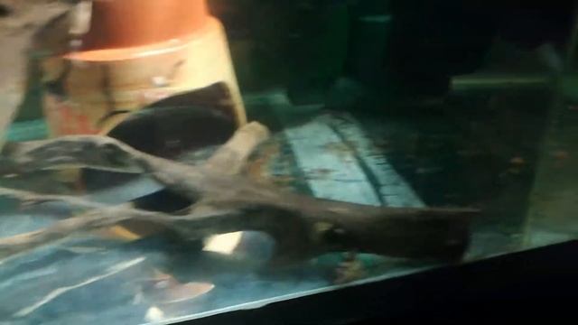 Псевдоскаты Севилья. смотреть онлайн