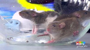 Мыши на даче. Жить здорово! Фрагмент выпуска от 06.05.2019