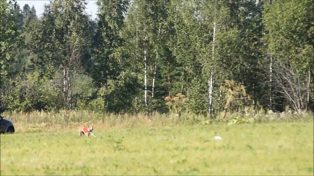 Уиппеты VP Akio Hotaru (красн) - Сладкий Ветер Степей (син). CACL. 6.08.2016 смотреть онлайн