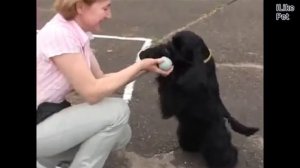 Американский кокер спаниель   Основные характеристики на iLikePet