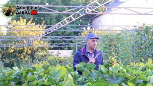 План работ на винограднике в сентябре