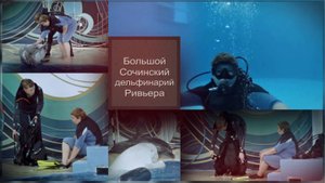 Большой Сочинский Дельфинарий Ривьера. Забавные погружения
