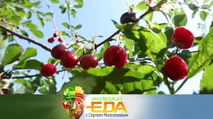 Что такое черевишня и можно ли есть арбузные семечки | «Живая еда»