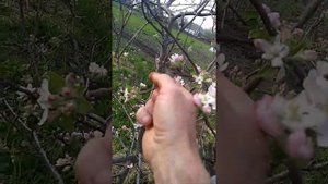 простейший способ борьбы с вредителями. цветоедами
