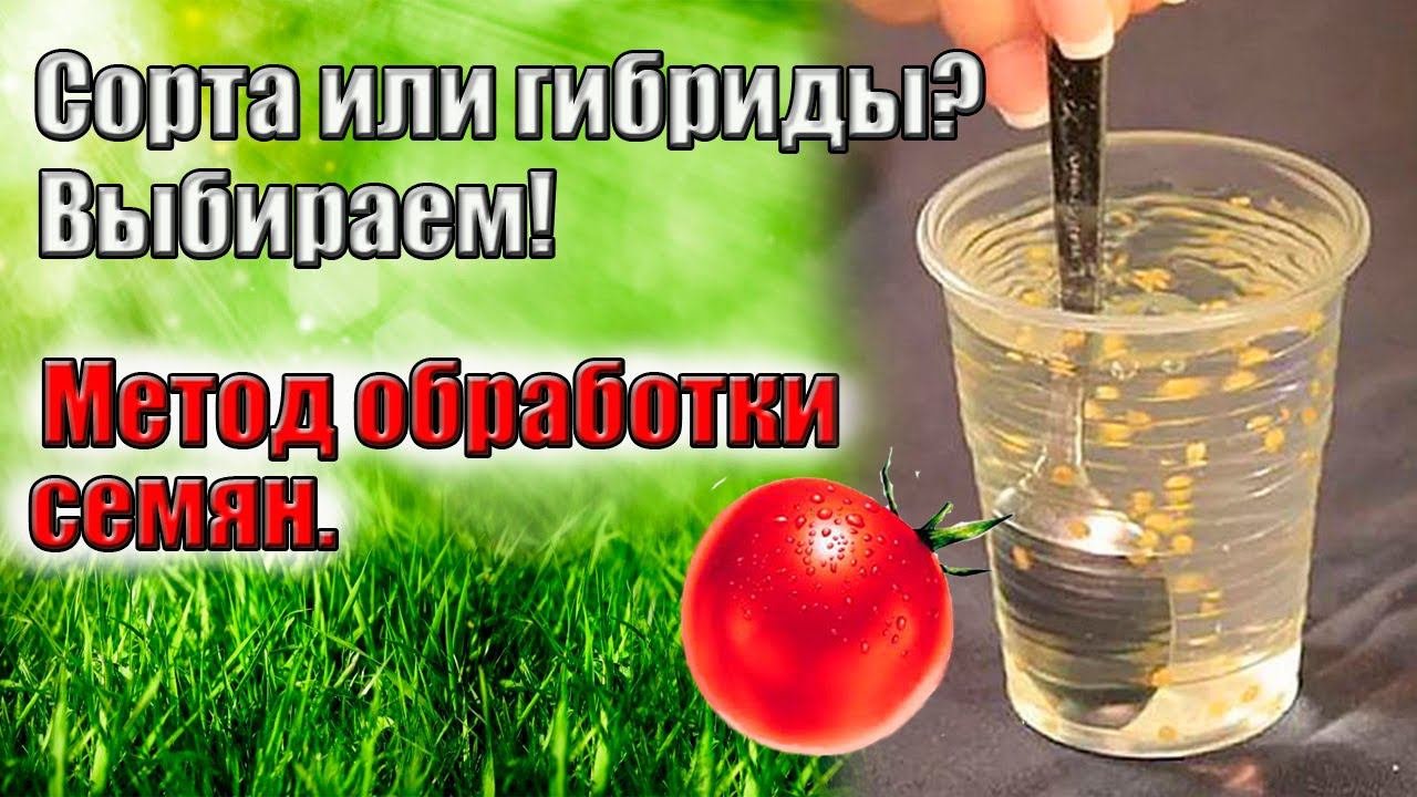 Подготовка семян к посеву.