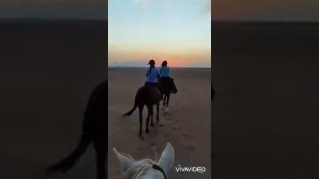Конные прогулки в Египте
