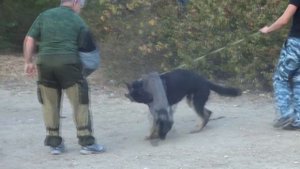 ЗКС. Они накосячили, а мне исправлять! Особенности дрессировки немецкой овчарки