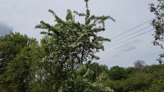 Правила и обязанности в дачных сообществах Германии!