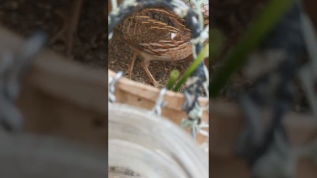 Дикие перепела. Давняя мечта, содержание в турковаках. смотреть онлайн