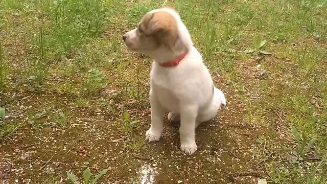 VID 20180616 093710 смотреть онлайн